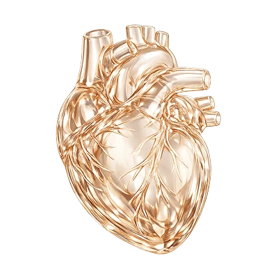 Сердечно-сосудистая  хирургия